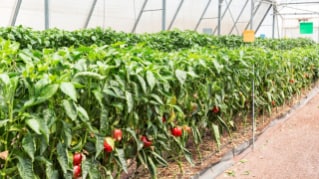 Agribusinesses Insights Survey