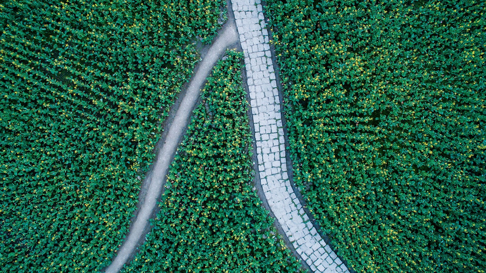 Road between trees.