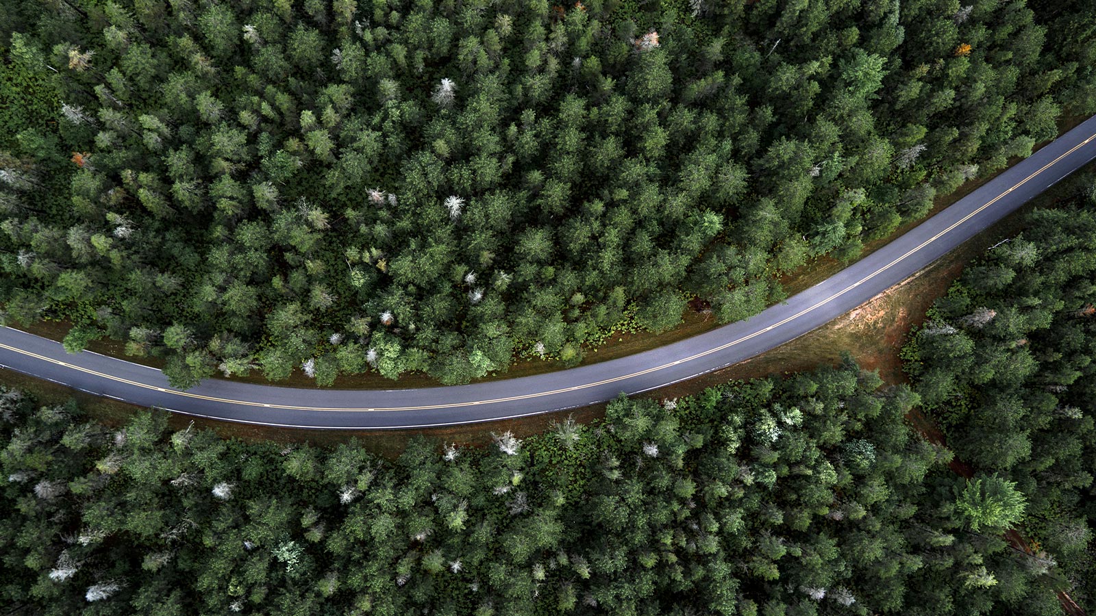 Image of a road in a forrest.