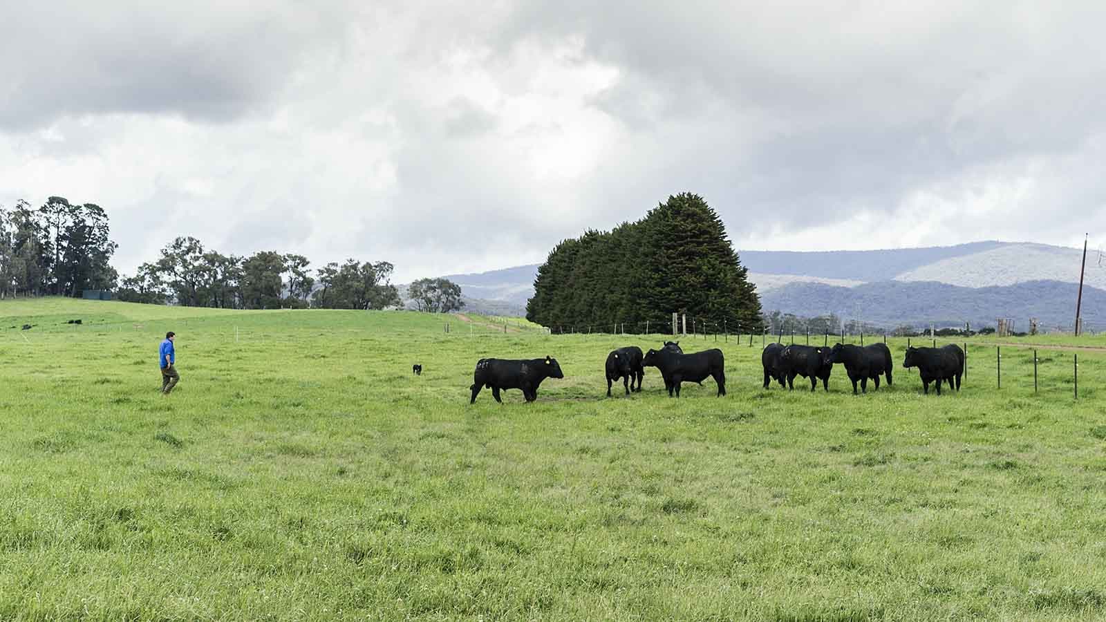 agribusiness