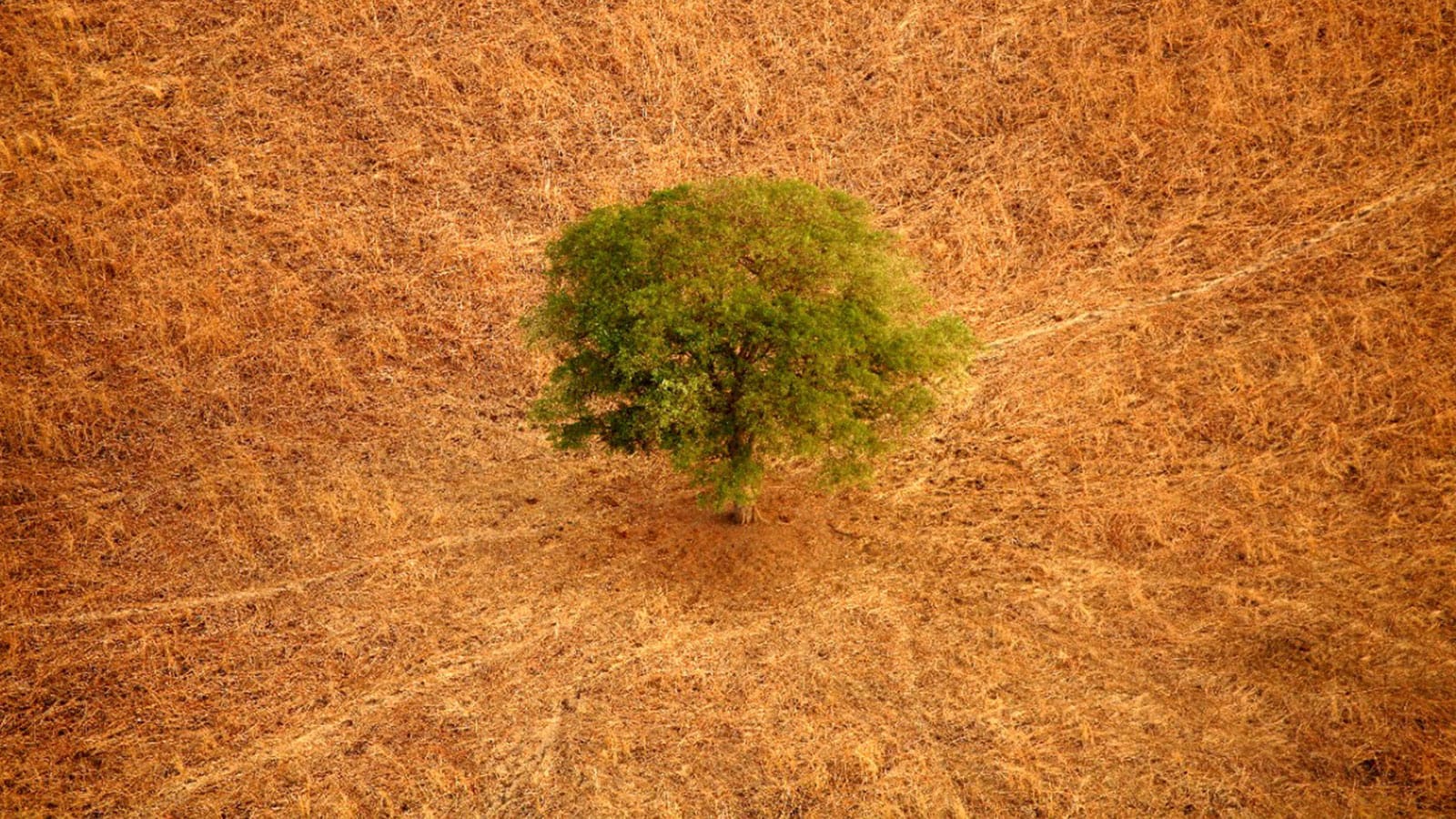 Image of a tree in a field.